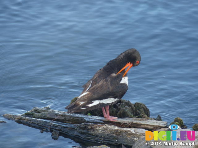 FZ006799 Oystercatcher (Haematopus ostralegus) grooming itself